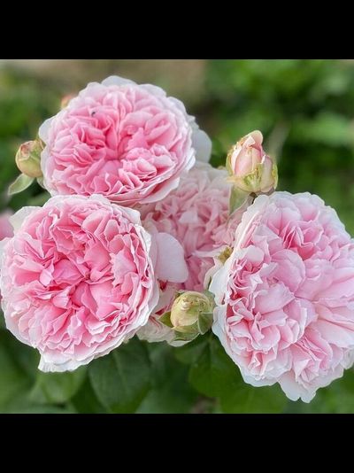 Миранда (Miranda)