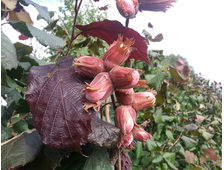 Лещина краснолистная (фундук)   выс.40-70см