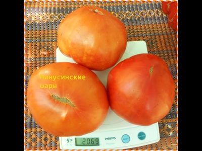 Томат Минусинские шары (усл)