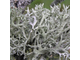 Дубовый мох (Evernia prunastri), резиноид, вес (10 г)