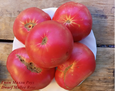 Гном Малли Роуз / Dwarf Mallee Rose