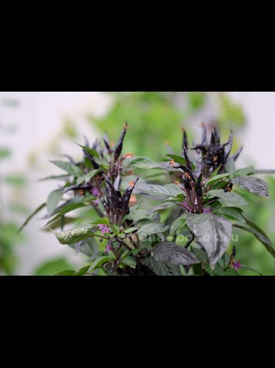 Перец острый Purple Maui, 10 шт