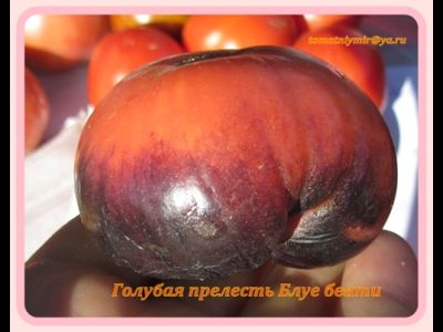 Томат Голубая прелесть (Blue Beauty), США