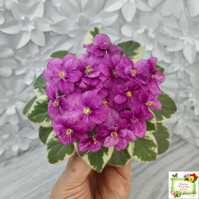 Rob's Lucky Ducky (R.Robinson) листовая химера (стартер сорт)