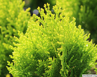 Туя Ауреа Нана - Aurea Nana