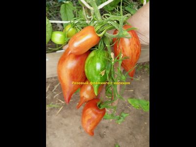 Томат Розовый фламинго полосатый