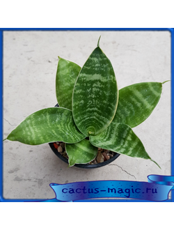 Sansevieria ‘Green Hahnii‘