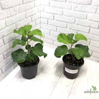 Гибискус Moorea Tevahine Tunnue