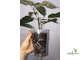 Ficus Altissima ‘New Clon’ / фикус алтиссима нью клон