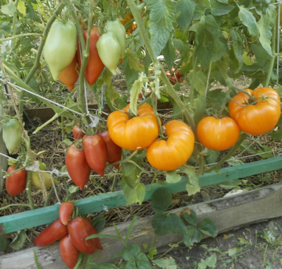 Томат Оранжевая клубника (Orange Strawberry)