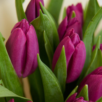 15 сиреневых тюльпанов