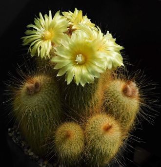 Eriocactus leninghausii v.longispinus HU 53a - 5 семян