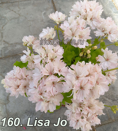 Пеларгония Lisa Jo