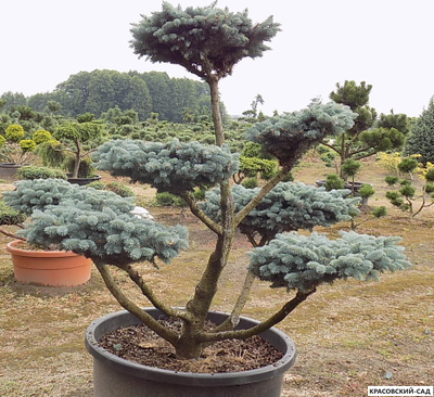 Ниваки - Бонсай садовый Ель Глаука Глобоза - Glauca Globosa