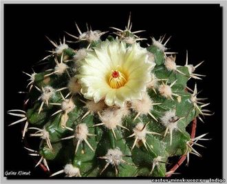 Wigginsia sessiliflora VG-1323 (D=10-12 mm)