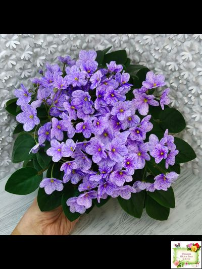 ГЕА-Весёлый Клоун (Е. Галицкая) 2024 г. трейлер