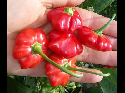 Перец острый Бразильская морская звезда (Red Brazilian Starfish)
