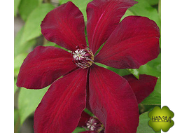 Клематис "Westerplatte" (Вестерплатте)