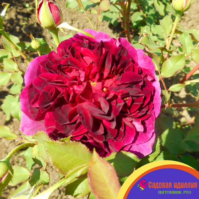 Манстед Вуд (Munstead Wood)