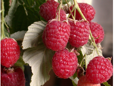 Малина сорт Метеор   2-х летка