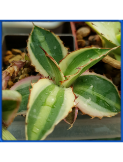 Agave lophantha 'Quadricolor'