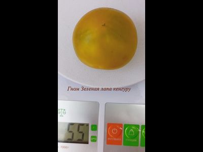 Томат Гном Лапа кенгуру зеленый (Dwarf Kangaroo Paw Green)