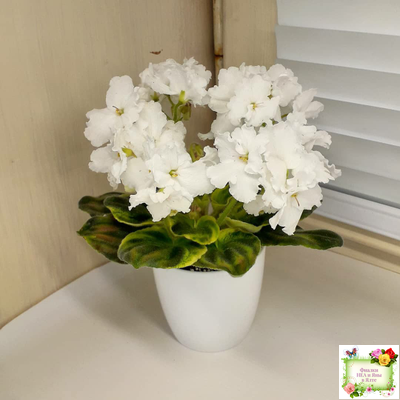 OS-Джунгарик (С.Осипова) (клакамас с кроновой пестролистностью)