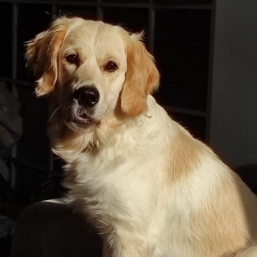 Русское Золото Лана Оланга