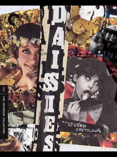 Moth and Rabbit DAISIES