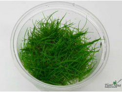 Элеохарис мини меристемный