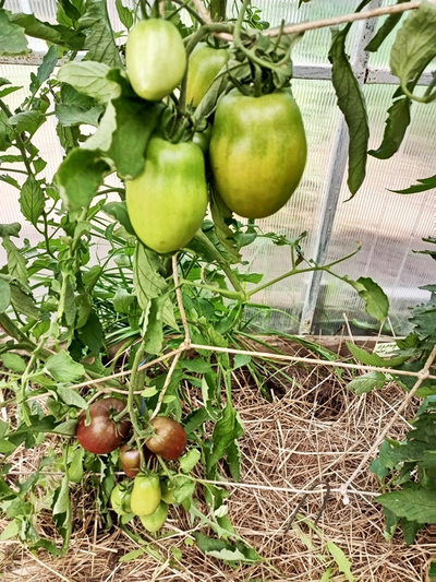 Томат Роксана