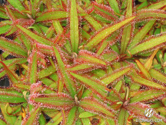 Drosera Adelae