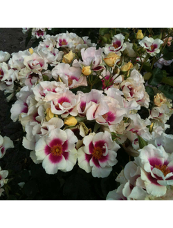 Си Ю ин Пёрпл (See You in Purple)