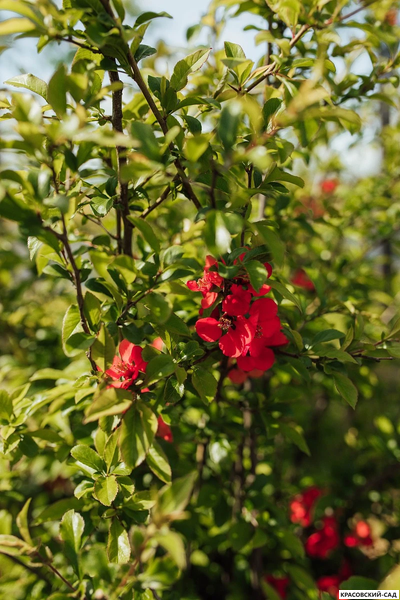 Айва японская - Chaenomeles japonica