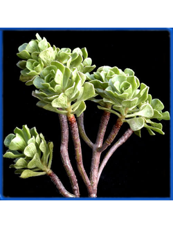 Aeonium spathulatum
