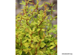 Барбарис Голден Дрим - Golden Dream