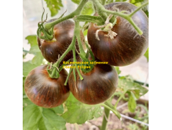 Томат Космическое затмение (Cosmic Eclipse)