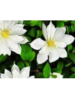 Клематис Halina Noll (Халина Нолл) , контейнер 1л