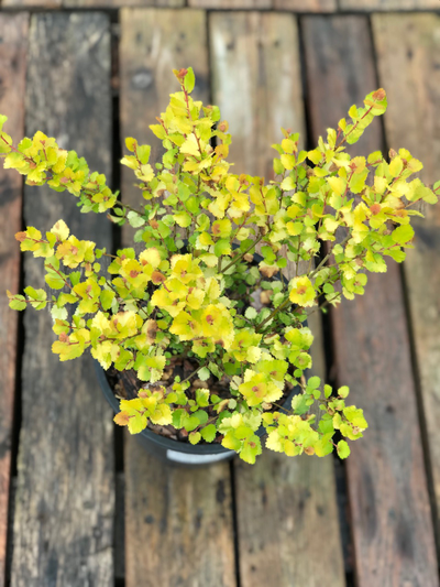 Береза карликовая Голден Трэже (Betula x plettke Golden Tresure), 0,5 л