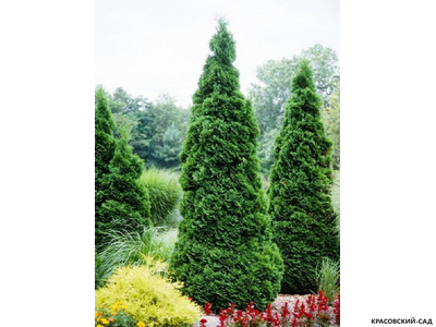 Туя Холмстрап - Holmstrup