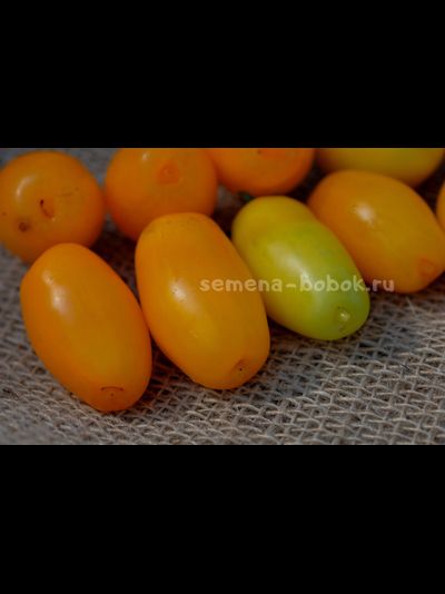 Dwarf Banana Toes (Гном Банановые пальчики), 10 шт