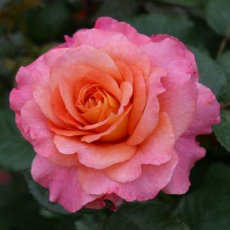 Роза ностальгическая Августа Луиза