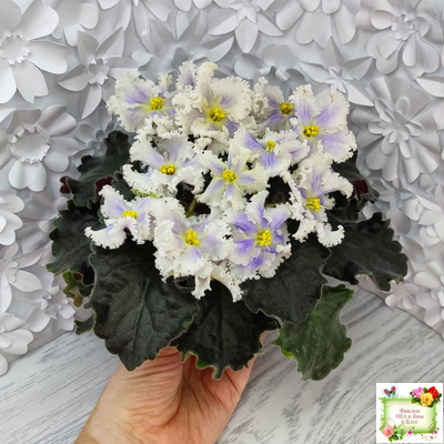 РМ-Золотой Берилл (Н.Скорнякова)