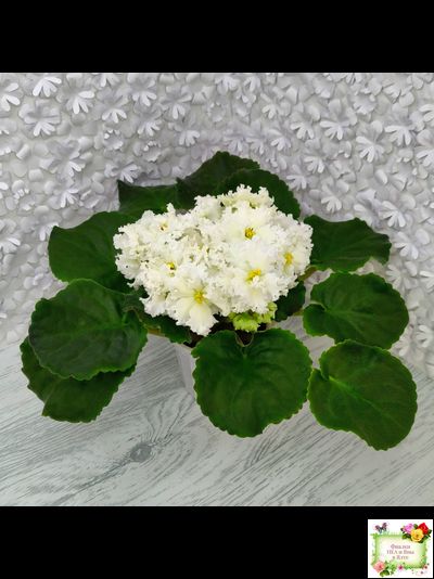 АВ-Легенда о Золотой Луне (Фиалковод) 2023 г.