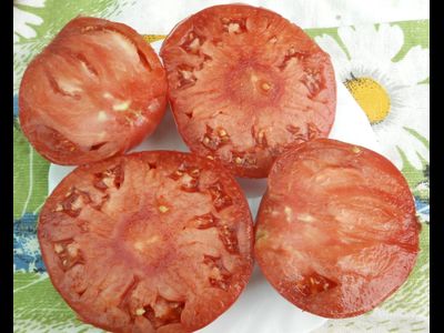 Болгарский дракон (Българска хала)