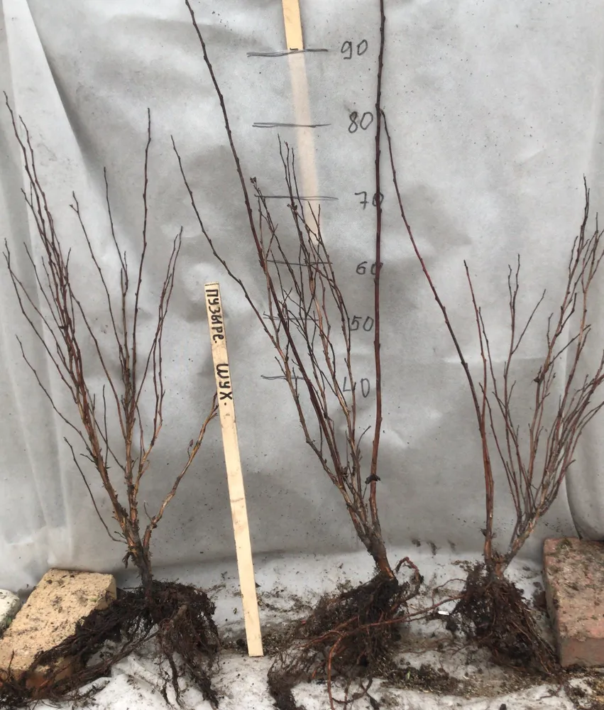 Двулетний саженец пузереплодник "Шух"