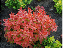 Барбарис тунберга Адмирейшн