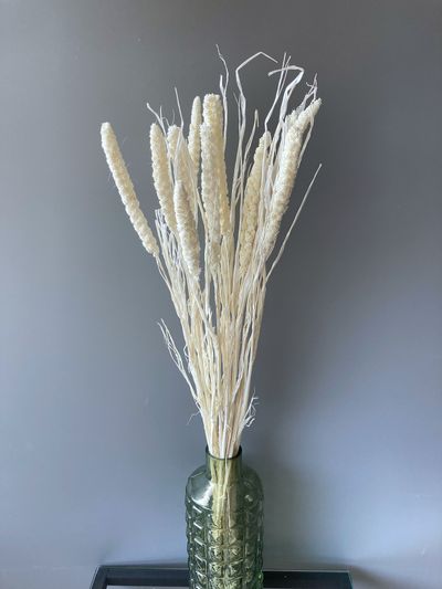 Сетария зимний букет