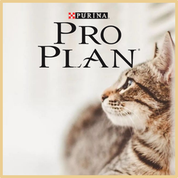 ProPlan (ПроПлан) повседневные влажные корма для кошек