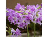Primula sieboldii Shibori Gasane